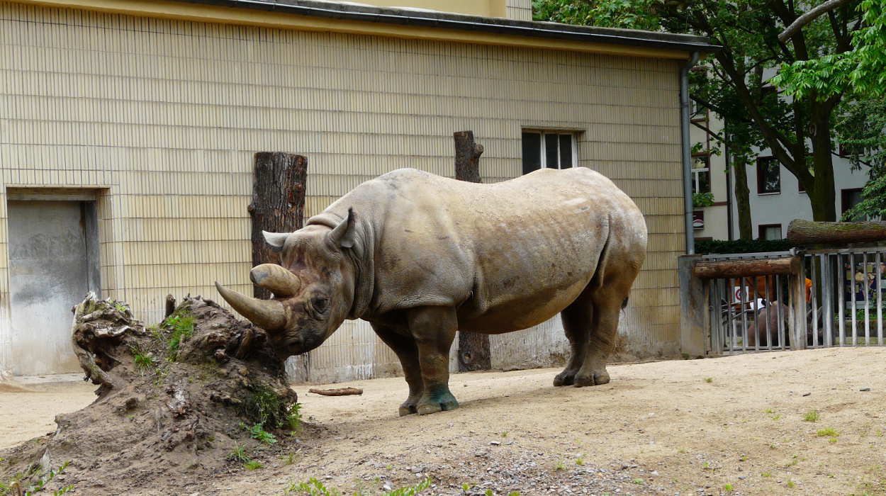 Dieses Nashorn kann spritzen